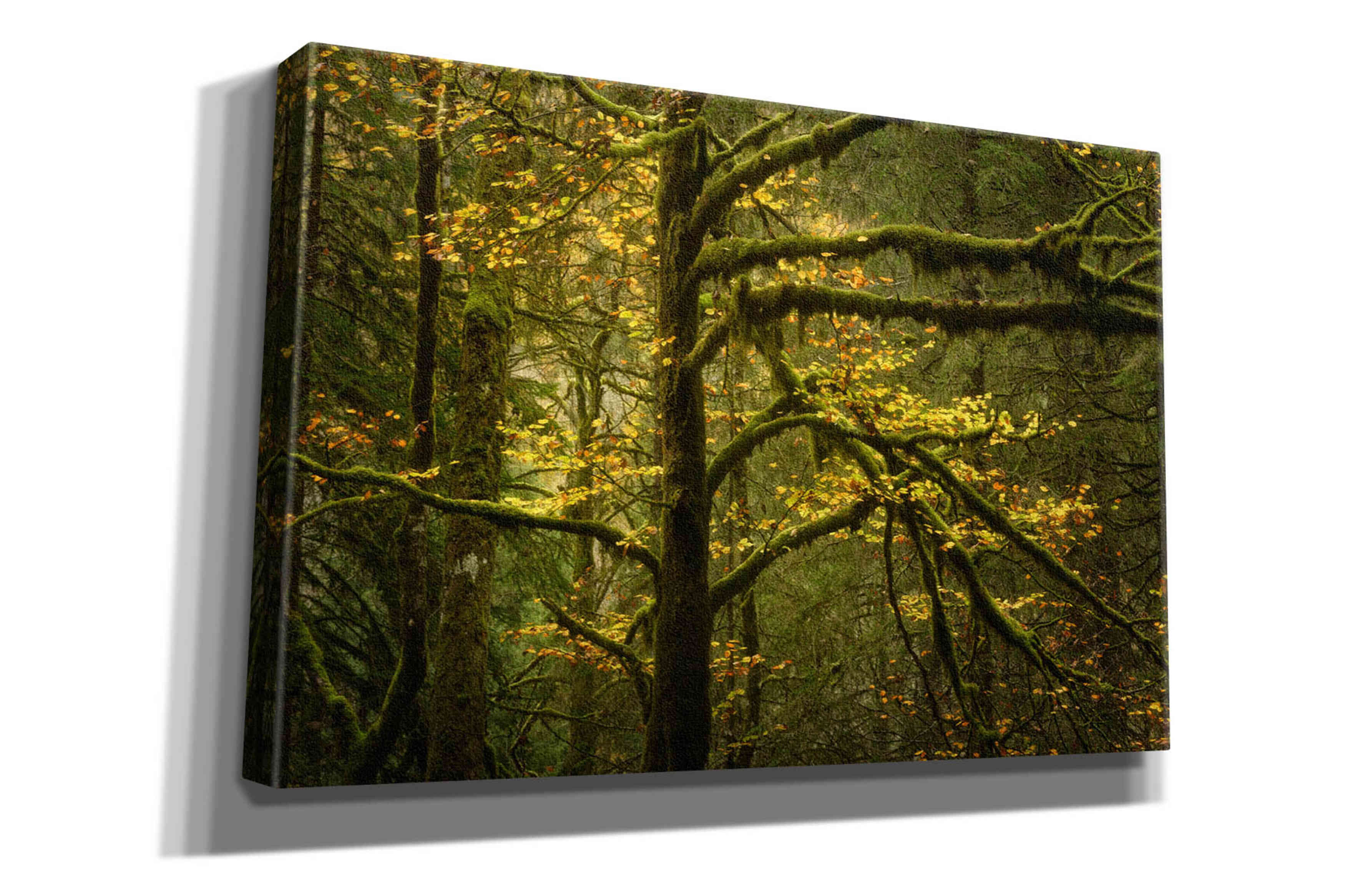 'Golden Drops' by Enrico Fossati, Giclee Canvas Wall Art