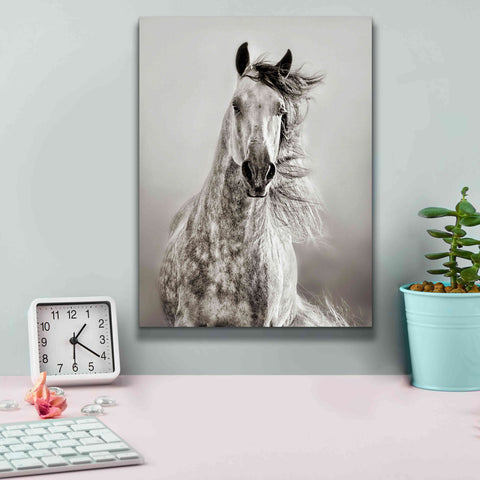 Image of 'Caballo de Andaluz' by Lisa Dearing, Giclee Canvas Wall Art,12x16