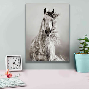 'Caballo de Andaluz' by Lisa Dearing, Giclee Canvas Wall Art,12x16