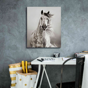 'Caballo de Andaluz' by Lisa Dearing, Giclee Canvas Wall Art,20x24