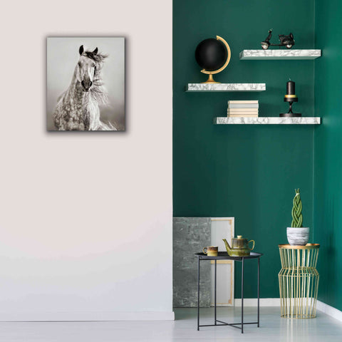Image of 'Caballo de Andaluz' by Lisa Dearing, Giclee Canvas Wall Art,20x24