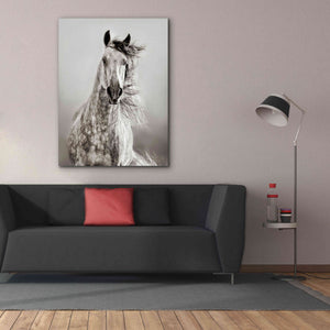 'Caballo de Andaluz' by Lisa Dearing, Giclee Canvas Wall Art,40x54