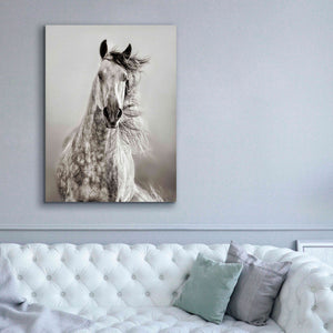 'Caballo de Andaluz' by Lisa Dearing, Giclee Canvas Wall Art,40x54