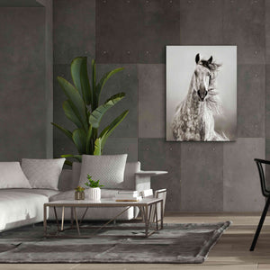 'Caballo de Andaluz' by Lisa Dearing, Giclee Canvas Wall Art,40x54