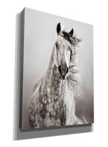 'Caballo de Andaluz' by Lisa Dearing, Giclee Canvas Wall Art