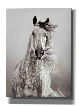 'Caballo de Andaluz' by Lisa Dearing, Giclee Canvas Wall Art