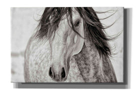 'My Beautiful Mane' by Lisa Dearing, Giclee Canvas Wall Art