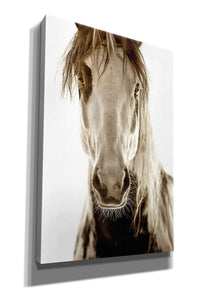 'Wilbur Cruz' by Lisa Dearing, Giclee Canvas Wall Art
