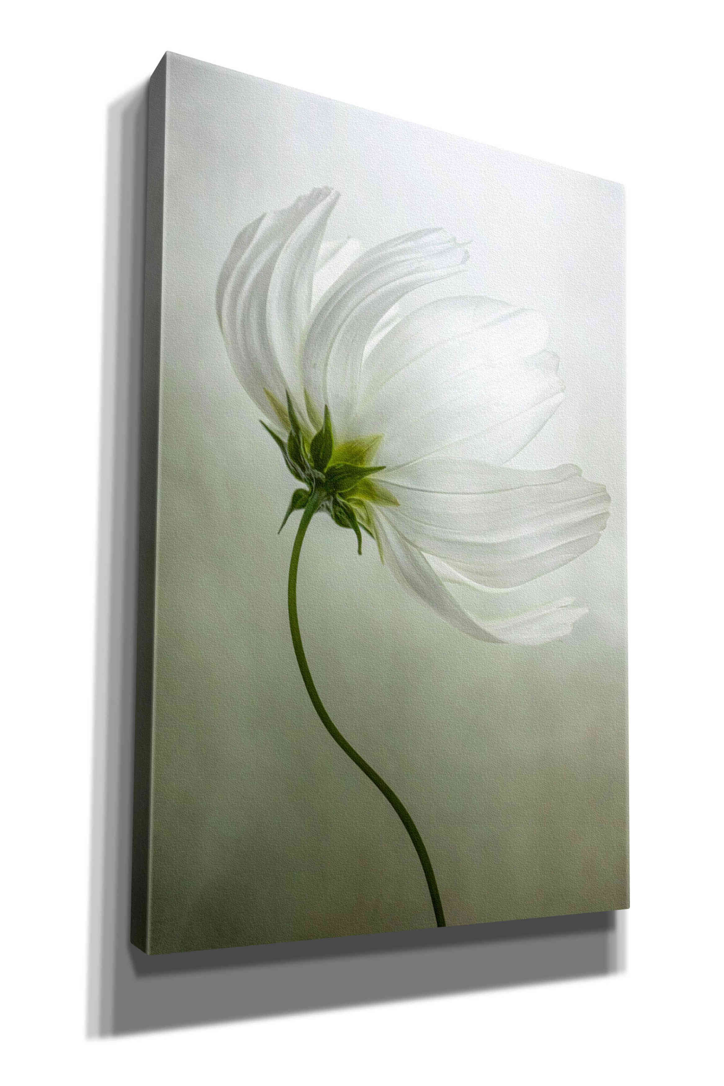 'Cosmos Charisma' by Mandy Disher, Giclee Canvas Wall Art