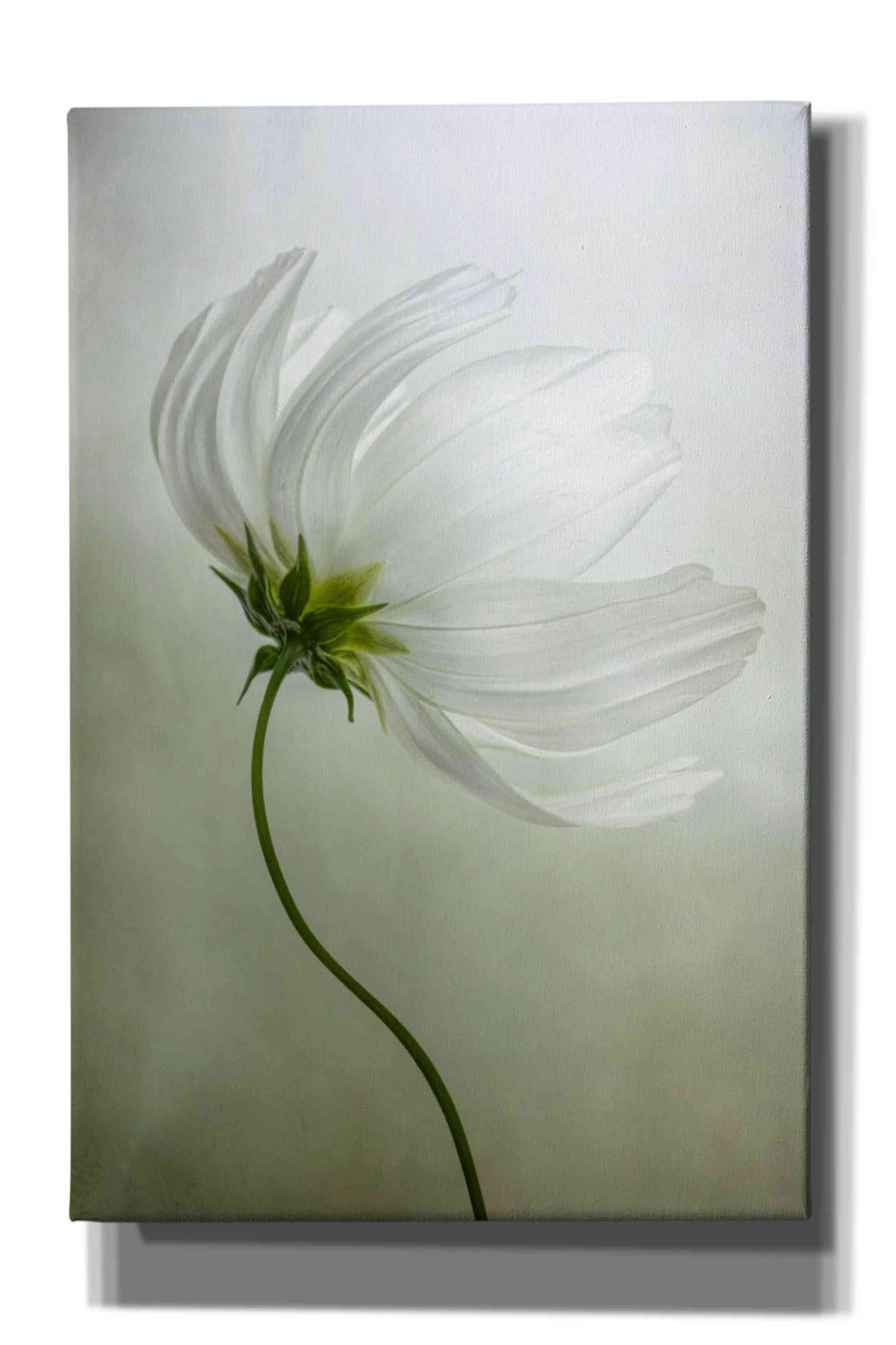'Cosmos Charisma' by Mandy Disher, Giclee Canvas Wall Art