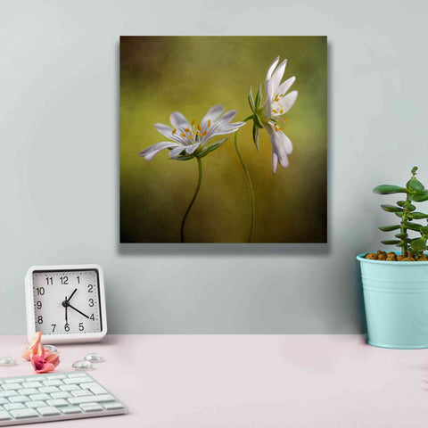 Image of 'Echo' by Mandy Disher, Giclee Canvas Wall Art,12x12