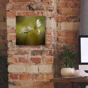 'Echo' by Mandy Disher, Giclee Canvas Wall Art,12x12