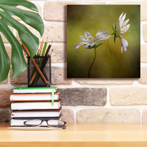 Image of 'Echo' by Mandy Disher, Giclee Canvas Wall Art,12x12