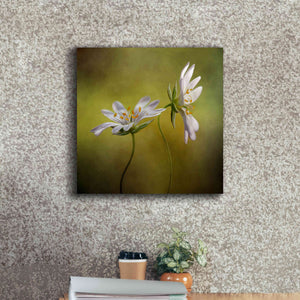 'Echo' by Mandy Disher, Giclee Canvas Wall Art,18x18