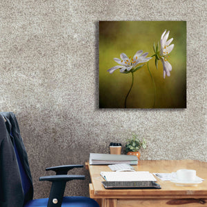'Echo' by Mandy Disher, Giclee Canvas Wall Art,26x26