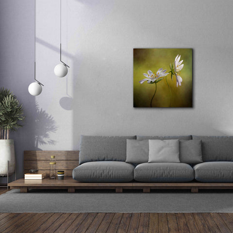 Image of 'Echo' by Mandy Disher, Giclee Canvas Wall Art,37x37