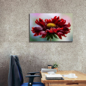 'Flame' by Mandy Disher, Giclee Canvas Wall Art,40x26