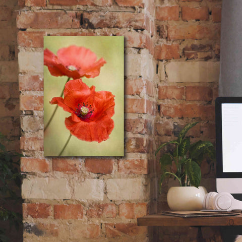 Image of 'Papaver Passion' by Mandy Disher, Giclee Canvas Wall Art,12x18