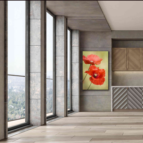 Image of 'Papaver Passion' by Mandy Disher, Giclee Canvas Wall Art,40x60