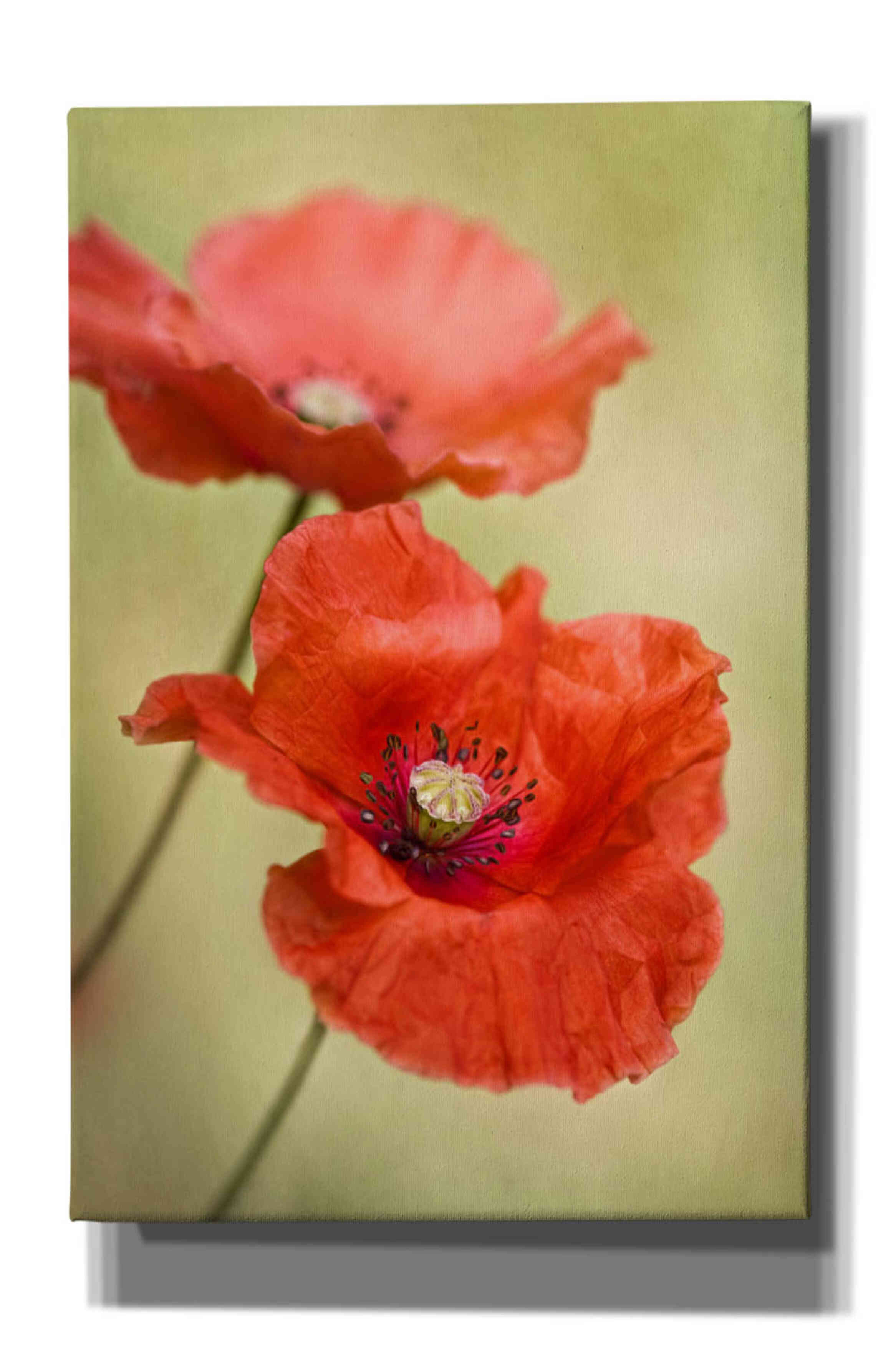 'Papaver Passion' by Mandy Disher, Giclee Canvas Wall Art