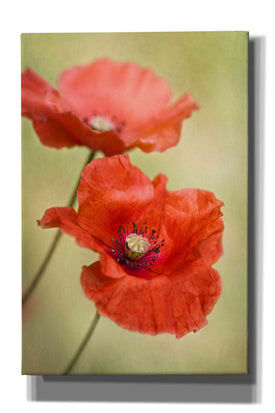'Papaver Passion' by Mandy Disher, Giclee Canvas Wall Art