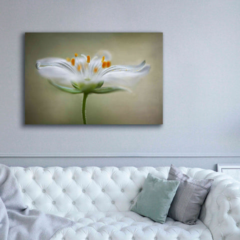 Image of 'Summer Swirl' by Mandy Disher, Giclee Canvas Wall Art,60x40