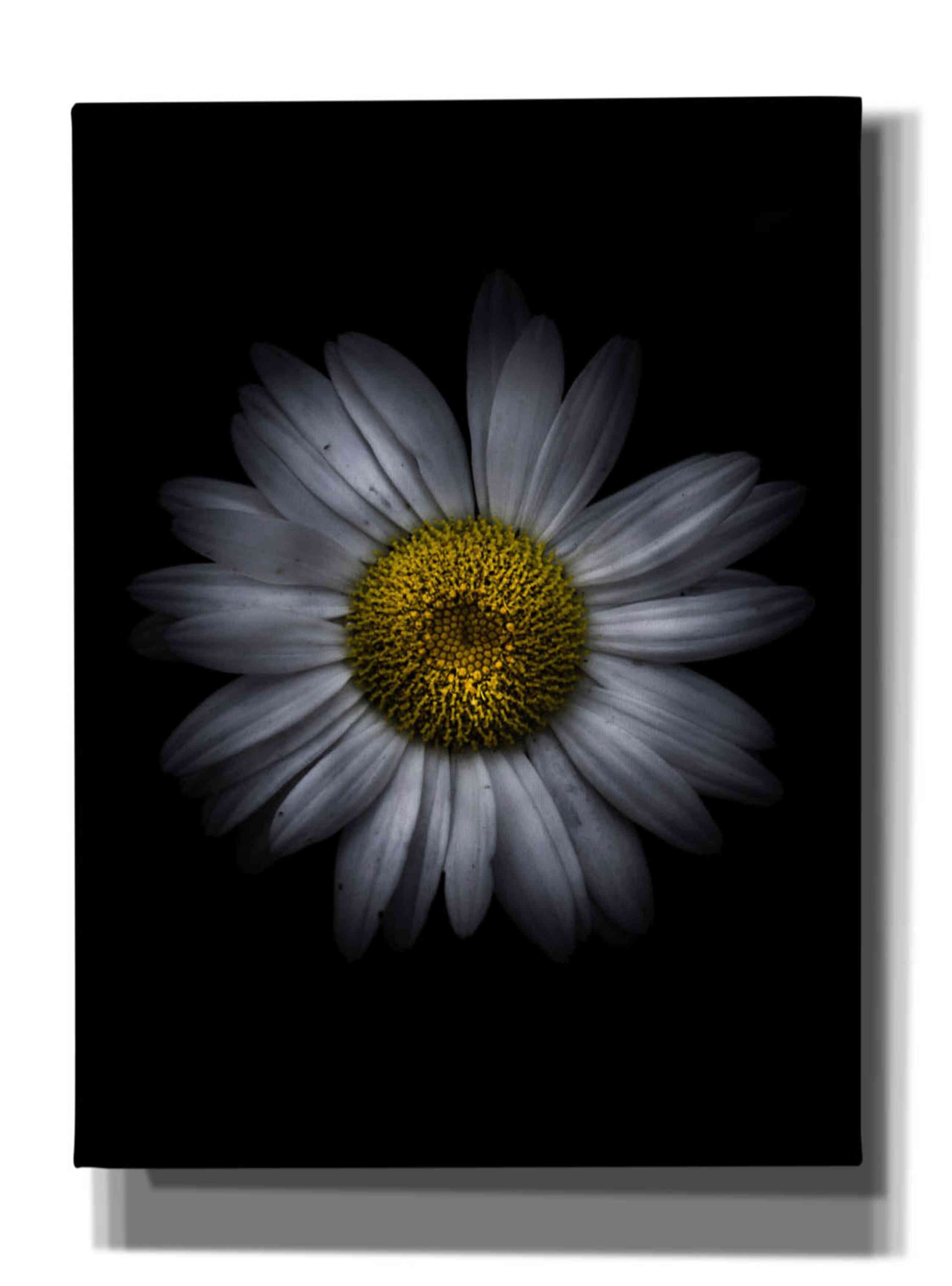 'Backyard Flowers 13 Color Version' by Brian Carson, Giclee Canvas Wall Art