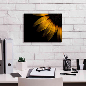 'Backyard Flowers 28 Sunflower' by Brian Carson, Giclee Canvas Wall Art,16 x 12