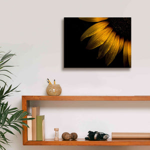 'Backyard Flowers 28 Sunflower' by Brian Carson, Giclee Canvas Wall Art,16 x 12