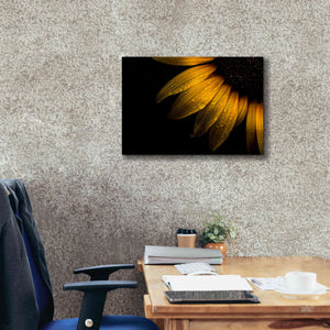 'Backyard Flowers 28 Sunflower' by Brian Carson, Giclee Canvas Wall Art,26 x 18