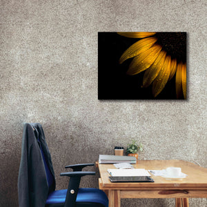 'Backyard Flowers 28 Sunflower' by Brian Carson, Giclee Canvas Wall Art,34 x 26