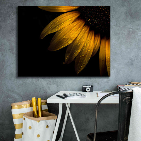 Image of 'Backyard Flowers 28 Sunflower' by Brian Carson, Giclee Canvas Wall Art,34 x 26
