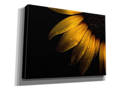 'Backyard Flowers 28 Sunflower' by Brian Carson, Giclee Canvas Wall Art