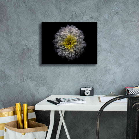 Image of 'Backyard Flowers 46 Color Version' by Brian Carson, Giclee Canvas Wall Art,16 x 12
