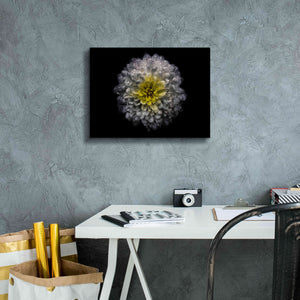 'Backyard Flowers 46 Color Version' by Brian Carson, Giclee Canvas Wall Art,16 x 12