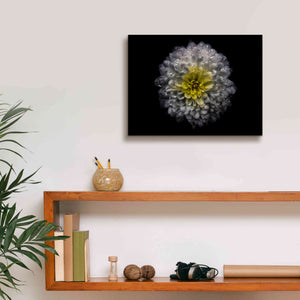 'Backyard Flowers 46 Color Version' by Brian Carson, Giclee Canvas Wall Art,16 x 12