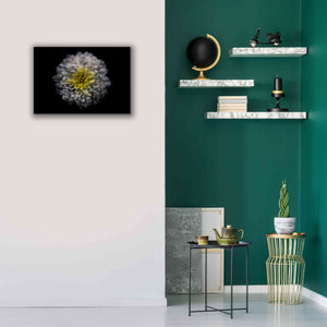 'Backyard Flowers 46 Color Version' by Brian Carson, Giclee Canvas Wall Art,26 x 18