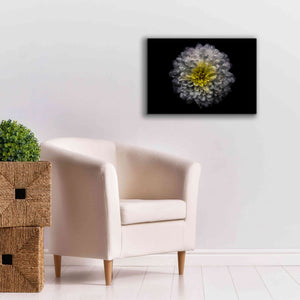 'Backyard Flowers 46 Color Version' by Brian Carson, Giclee Canvas Wall Art,26 x 18