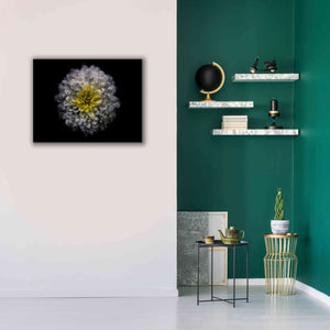 'Backyard Flowers 46 Color Version' by Brian Carson, Giclee Canvas Wall Art,34 x 26