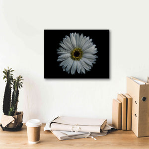 'Backyard Flowers 71 Color Version' by Brian Carson, Giclee Canvas Wall Art,16 x 12