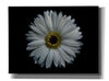 'Backyard Flowers 71 Color Version' by Brian Carson, Giclee Canvas Wall Art