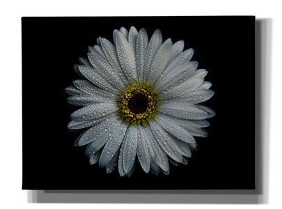 'Backyard Flowers 71 Color Version' by Brian Carson, Giclee Canvas Wall Art