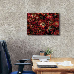 'Backyard Flowers 88 Color Version' by Brian Carson, Giclee Canvas Wall Art,26 x 18