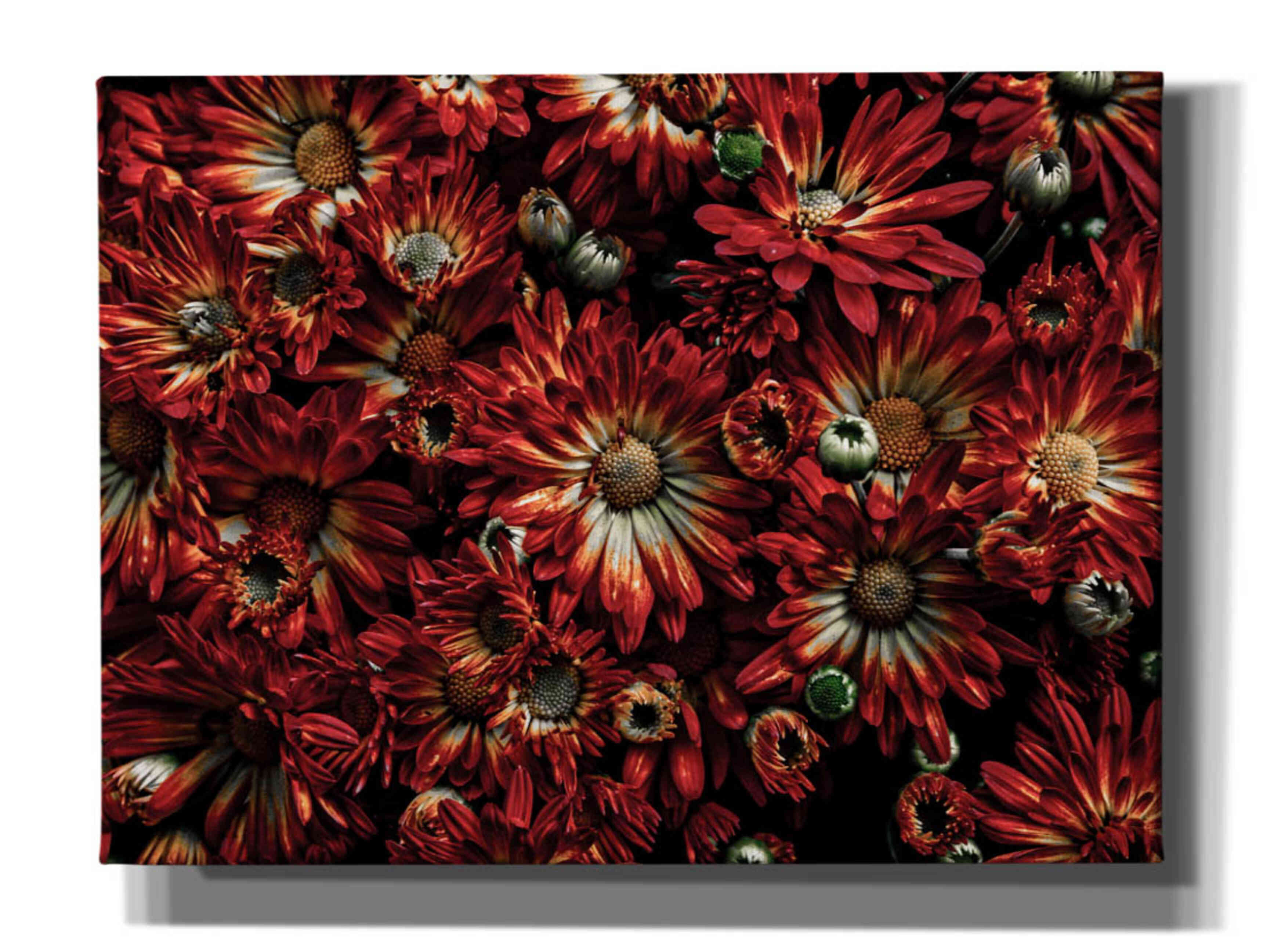 'Backyard Flowers 88 Color Version' by Brian Carson, Giclee Canvas Wall Art