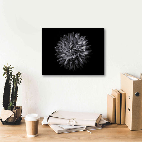 Image of 'Backyard Flowers In Black And White 20' by Brian Carson, Giclee Canvas Wall Art,16 x 12