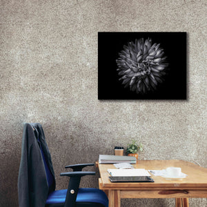 'Backyard Flowers In Black And White 20' by Brian Carson, Giclee Canvas Wall Art,34 x 26