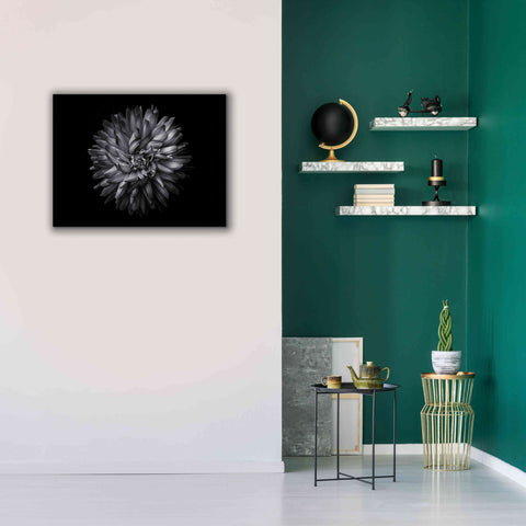 Image of 'Backyard Flowers In Black And White 20' by Brian Carson, Giclee Canvas Wall Art,34 x 26