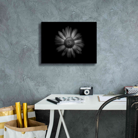 Image of 'Backyard Flowers In Black And White 31' by Brian Carson, Giclee Canvas Wall Art,16 x 12