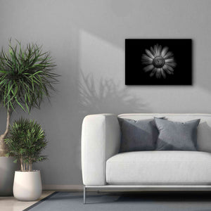 'Backyard Flowers In Black And White 31' by Brian Carson, Giclee Canvas Wall Art,26 x 18