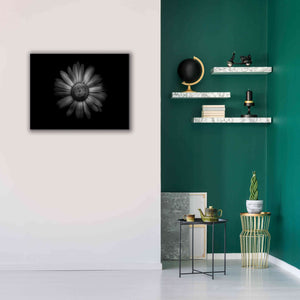 'Backyard Flowers In Black And White 31' by Brian Carson, Giclee Canvas Wall Art,34 x 26
